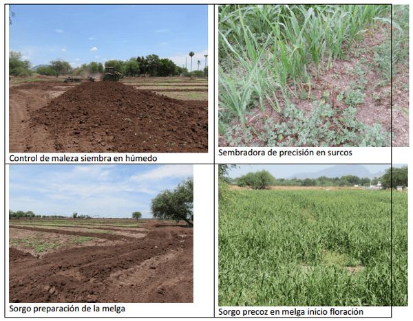 Sorgo forrajero de verano con irrigación y ¿Después qué sigue sembrar? ¿Cuál es el camino a seguir? - Image 6