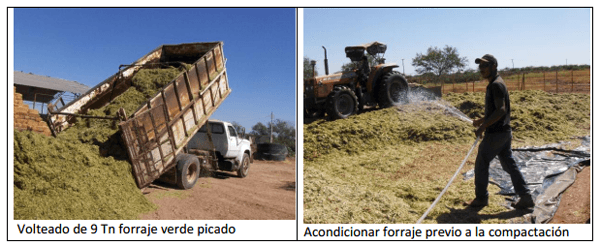Sorgo forrajero de verano con irrigación y ¿Después qué sigue sembrar? ¿Cuál es el camino a seguir? - Image 8