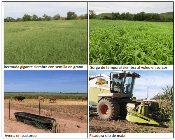 Sorgo forrajero de verano con irrigación y ¿Después qué sigue sembrar? ¿Cuál es el camino a seguir? - Image 11