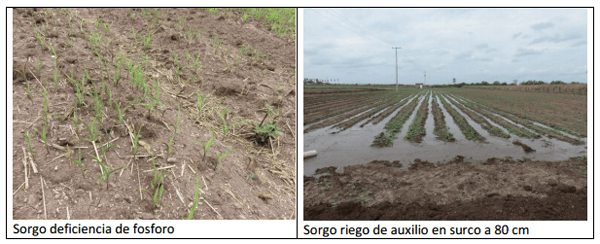 Sorgo forrajero de verano con irrigación y ¿Después qué sigue sembrar? ¿Cuál es el camino a seguir? - Image 3