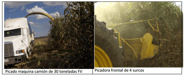 Sorgo forrajero de verano con irrigación y ¿Después qué sigue sembrar? ¿Cuál es el camino a seguir? - Image 7