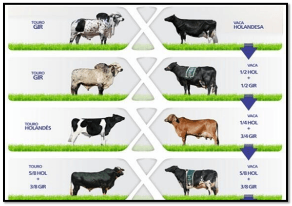 La raza girolando, una alternativa para producir leche en clima tropical - Image 2