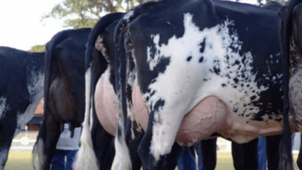 La raza girolando, una alternativa para producir leche en clima tropical - Image 3