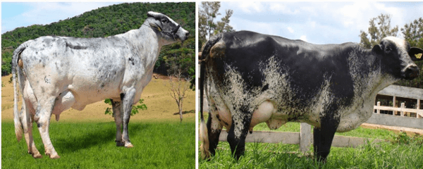 La raza girolando, una alternativa para producir leche en clima tropical - Image 5