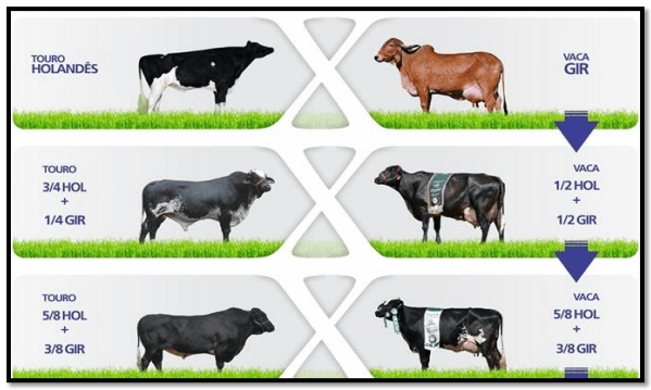 La raza girolando, una alternativa para producir leche en clima tropical - Image 1