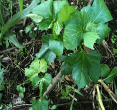 La Chaya (Cnidoscolus Aconitifolium), un recurso forrajero no tradicional propio de la región tropical del país. - Image 4