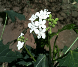 La Chaya (Cnidoscolus Aconitifolium), un recurso forrajero no tradicional propio de la región tropical del país. - Image 2