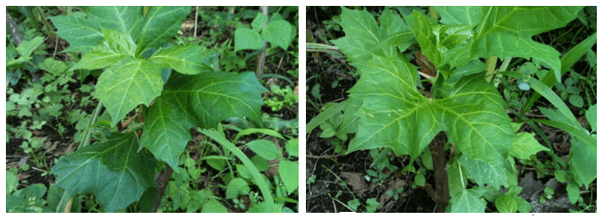 La Chaya (Cnidoscolus Aconitifolium), un recurso forrajero no tradicional propio de la región tropical del país. - Image 1
