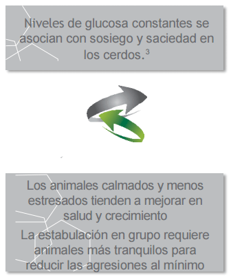 Conceptos de vida - OptiCell®: una herramienta para todas las fases de los cerdos - Image 9