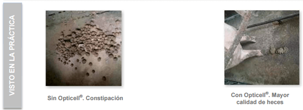 Conceptos de vida - OptiCell®: una herramienta para todas las fases de los cerdos - Image 7