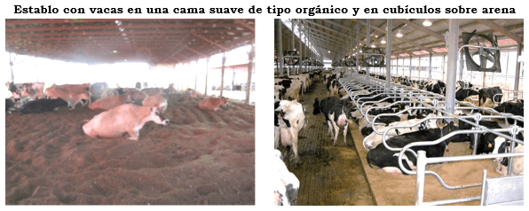 Estabulación de vacas en Compost. (“Bedded-Pack”) - Image 6