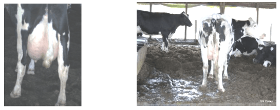 Estabulación de vacas en Compost. (“Bedded-Pack”) - Image 11