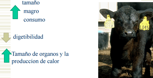 Consumo residual - Image 10