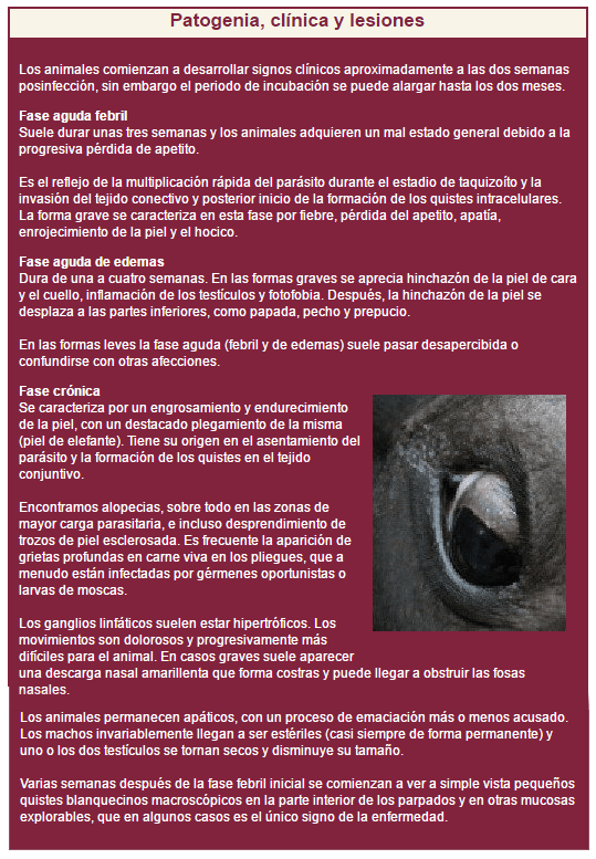 La besnoitiosis bovina como una enfermedad emergente en Europa - Image 3