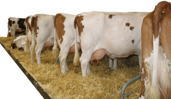Importancia de la brucelosis bovina y consecuencias económicas para el ganadero - Image 1