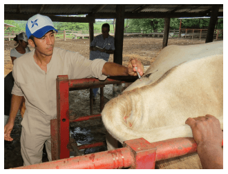 Importancia de la brucelosis bovina y consecuencias económicas para el ganadero - Image 2