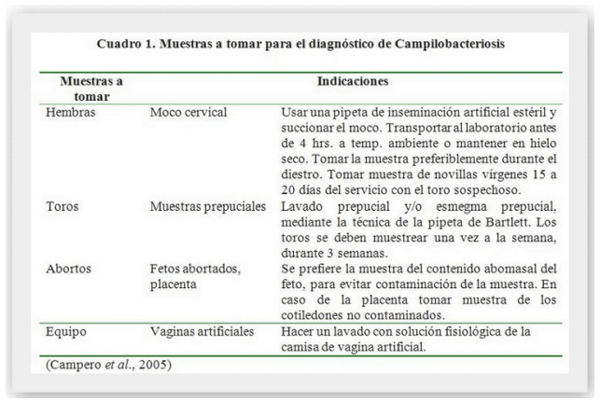 Campilobacteriosis Genital Bovina: Enfermedad reproductiva de gran importancia - Image 1