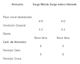 Engorde de novillos con grano de sorgo molido y sorgo entero húmedo - Image 1