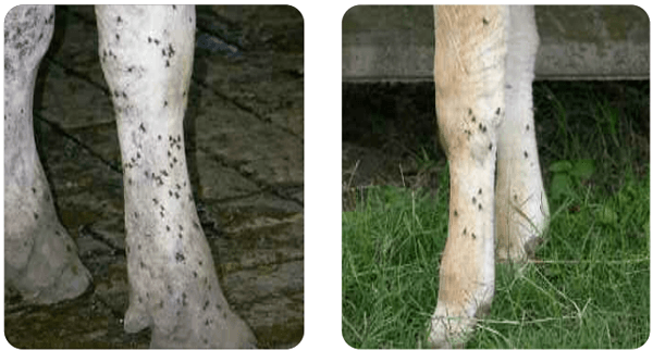 Mosca brava (Stomoxys calcitrans) Biología, importancia económica, aspectos epidemiológicos y tendencias estacionales en el área central de la Argentina, control - Image 4