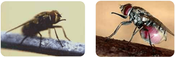 Mosca brava (Stomoxys calcitrans) Biología, importancia económica, aspectos epidemiológicos y tendencias estacionales en el área central de la Argentina, control - Image 1