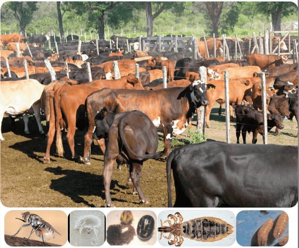 Breve recordatorio sobre antiparasitarios externos (insecticidas y acaricidas) - Image 1