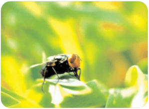 Mosca de las bicheras (Cochliomyia hominivorax) (biología, importancia económica, aspectos epidemiológicos y tendencias estacionales en el área central de la Argentina, control) - Image 1