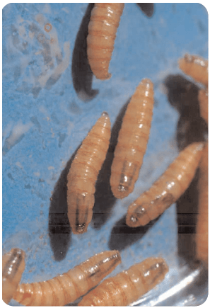 Mosca de las bicheras (Cochliomyia hominivorax) (biología, importancia económica, aspectos epidemiológicos y tendencias estacionales en el área central de la Argentina, control) - Image 3