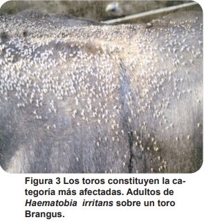 Mosca de los cuernos (Haematobia irritans) (biología, importancia económica, aspectos epidemiológicos y tendencias estacionales en el área central de la Argentina, control) - Image 3
