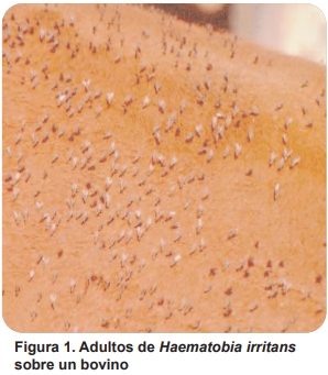 Mosca de los cuernos (Haematobia irritans) (biología, importancia económica, aspectos epidemiológicos y tendencias estacionales en el área central de la Argentina, control) - Image 1