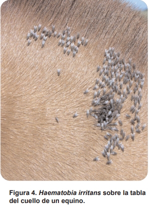 Mosca de los cuernos (Haematobia irritans) (biología, importancia económica, aspectos epidemiológicos y tendencias estacionales en el área central de la Argentina, control) - Image 4
