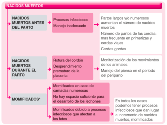 Puntos clave del manejo en maternidad - Image 6