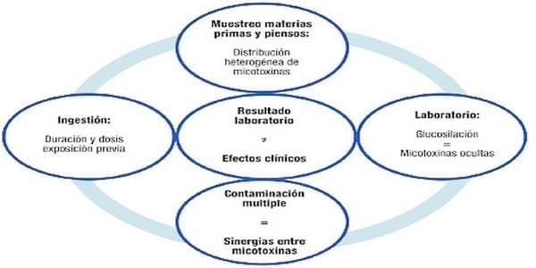 Repercusiones de las micotoxinas en las cerdas altas productoras - Image 3