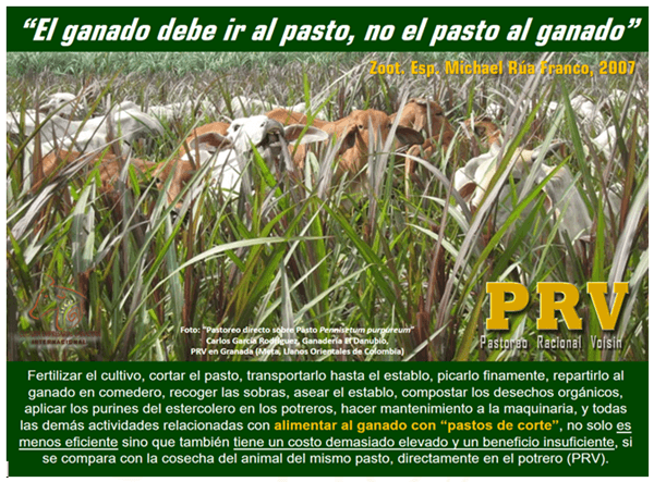 El ganado debe ir al pasto... - Image 1