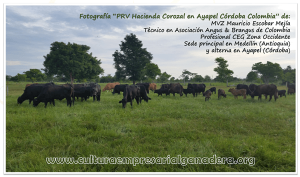Manejo Racional de Pasturas: “Como parte del éxito en la Ganadería” - Image 6