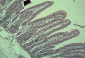Uso de comederos de apoyos para lechones en las primeras semanas posterior al destete y su impacto en el desempeño productivo - Image 2
