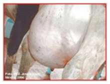 Mycoplasma o “Mitoplasma