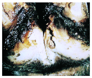 Patologías podales infecciosas y no infecciosas - Image 3