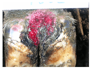 Patologías podales infecciosas y no infecciosas - Image 1