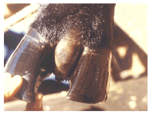 Patologías podales infecciosas y no infecciosas - Image 10