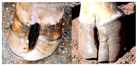 Patologías podales infecciosas y no infecciosas - Image 5