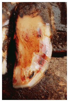 Patologías podales infecciosas y no infecciosas - Image 7