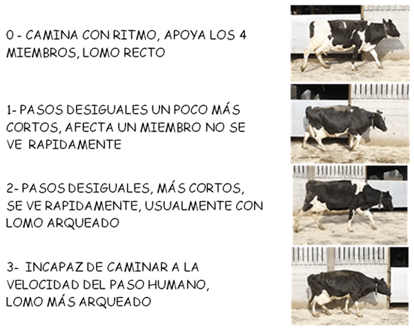Bienestar animal y las afecciones podales en rodeos lecheros. - Image 18