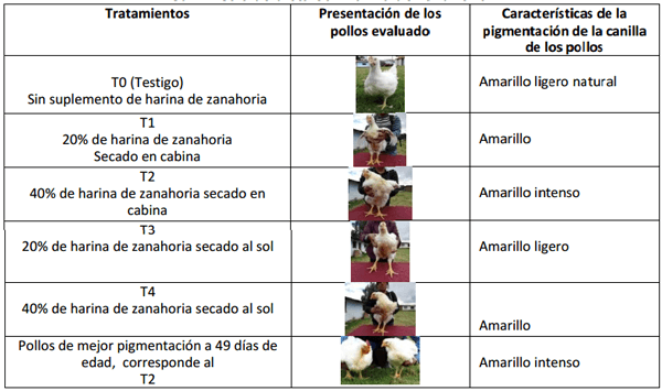 Uso de harina de zanahoria (daucus carota) de descarte en la alimentación para la pigmentación natural de la canal de pollos broiler engorde - Image 2