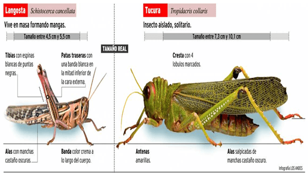 Actualización técnica sobre tucuras - Image 2