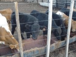 Evaluación de distintos suplementos en terneros de Destete Precoz pastoreando Buffel en crecimiento - Image 2