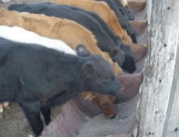 Evaluación de distintos suplementos en terneros de Destete Precoz pastoreando Buffel en crecimiento - Image 1