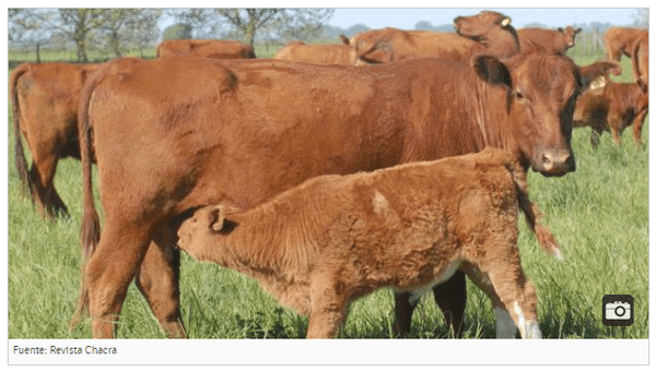 ¿Cómo medimos el bienestar animal? - Image 1