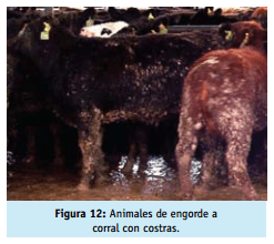 Buenas practicas ganaderas bienestar animal - Image 14