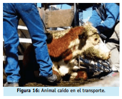 Buenas practicas ganaderas bienestar animal - Image 21