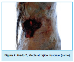 Buenas practicas ganaderas bienestar animal - Image 2